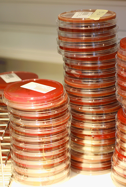 Middleware TDBactiLink : géloses dans un laboratoire de microbiologie